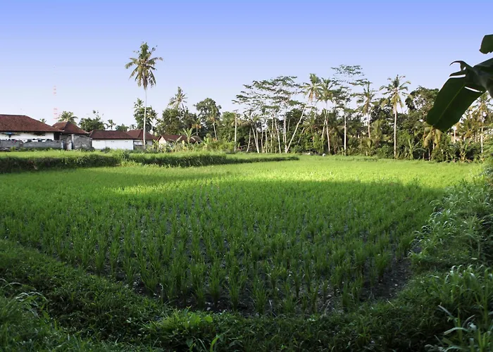 Bali Sunshine Ubud