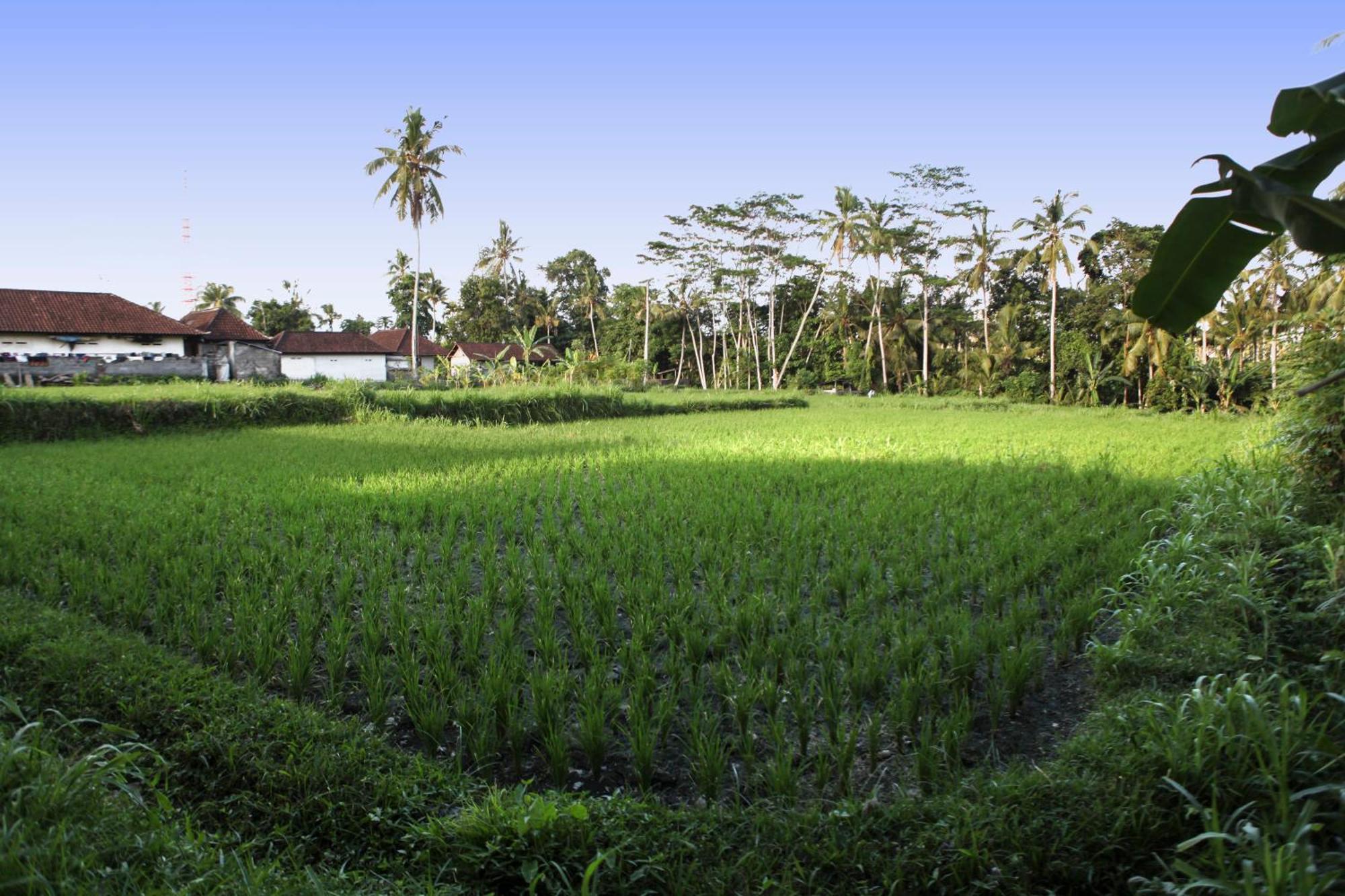 Bali Sunshine Homestay *